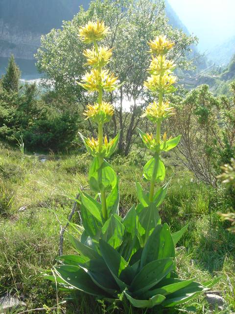 La gentiane jaune, une belle plante médicinale