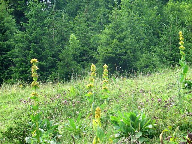 Gentiana lutea, grande gentiane dans son habitat naturel