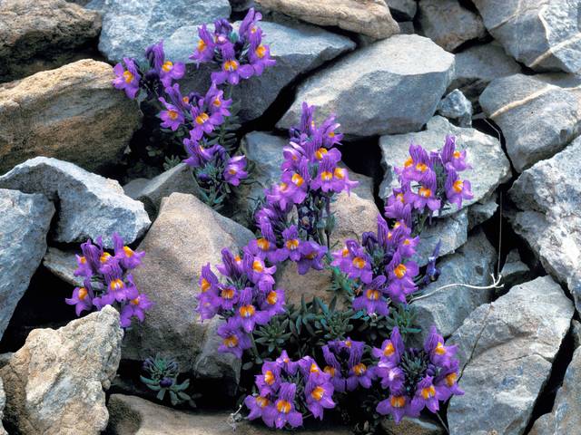 Linaria alpina