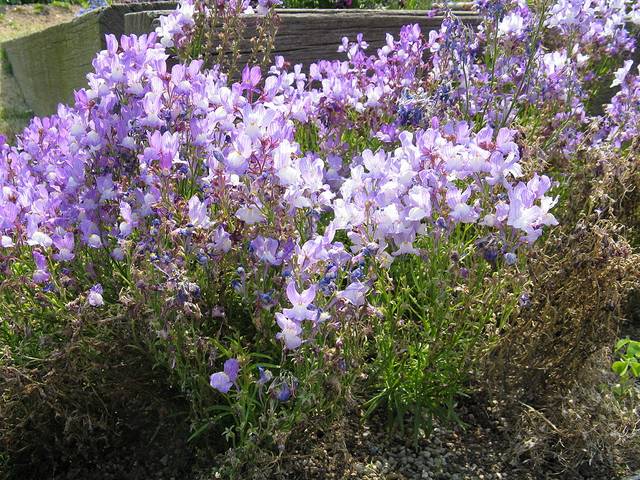 Linaria maroccana