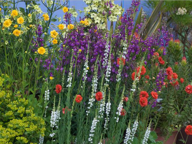 Linaria purpurea 'alba'