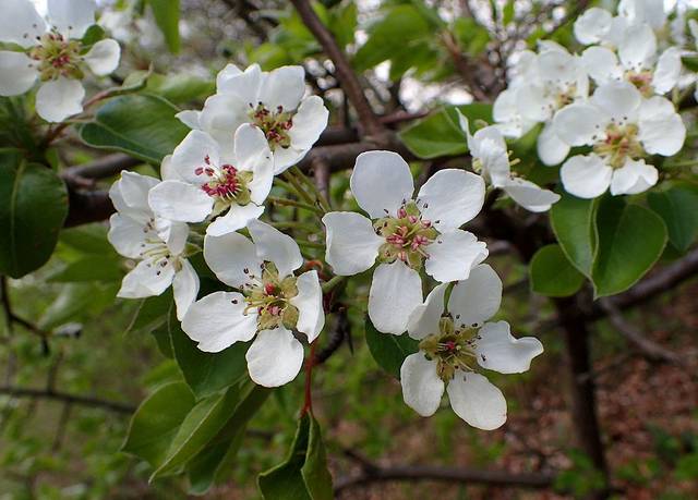 Pyrus pyraster, poirier sauvage : fleurs