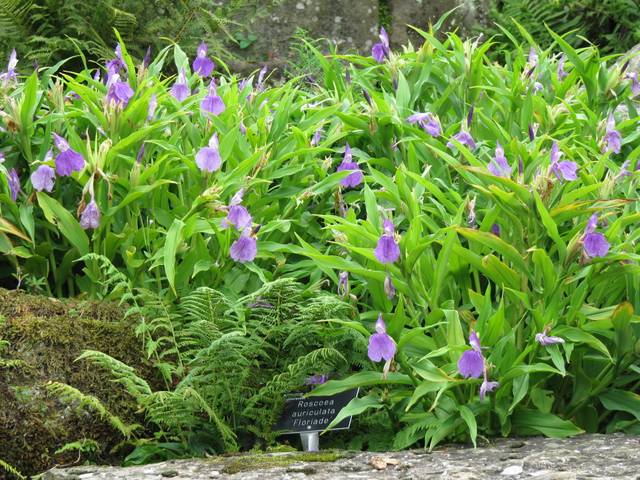 Roscoea auriculata 'Floriade'