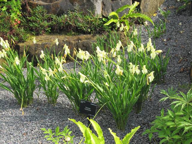 Roscoea cautleyoides planté dans du gravier
