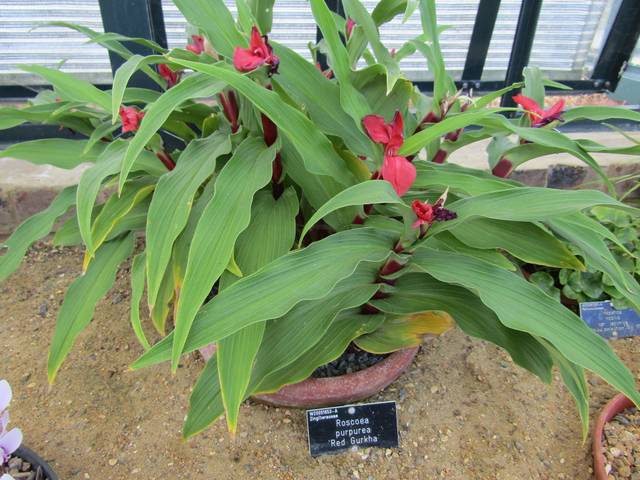 Roscoea purpurea 'Red Gurkha'