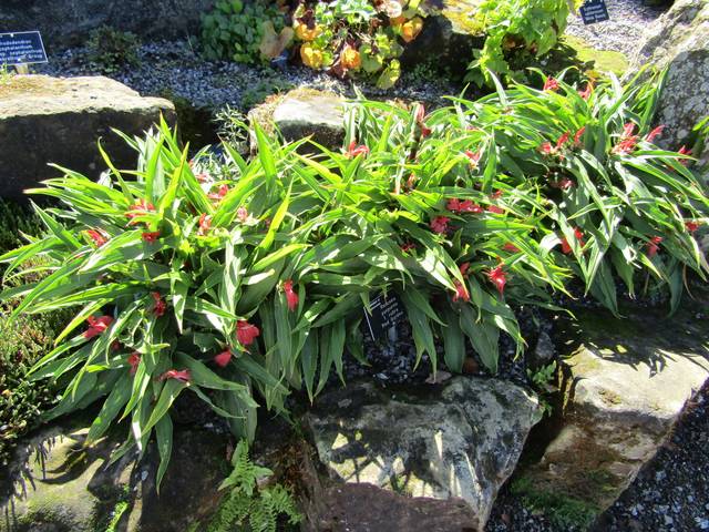 Roscoea purpurea 'Red Gurkha'