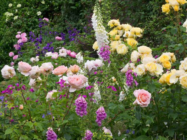 Bordure de jardin de cottage (roses, digilates)