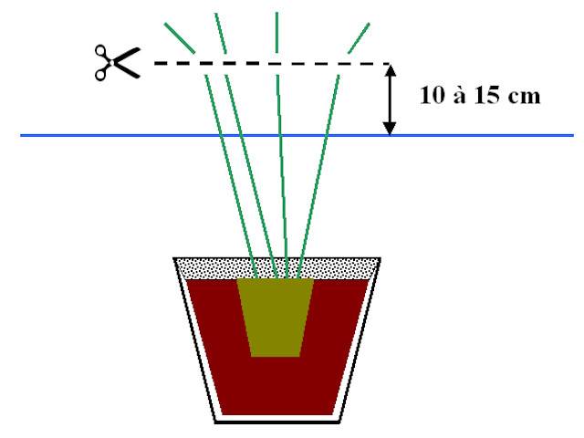 Schéma de taille des végétaux aquatiques