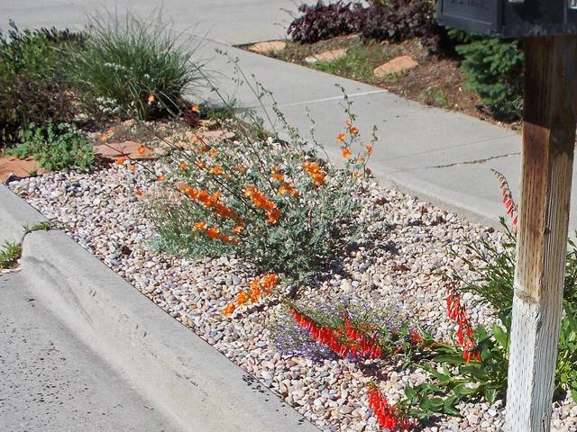 Sphaeralcea ambigua cultivé dans du gravier