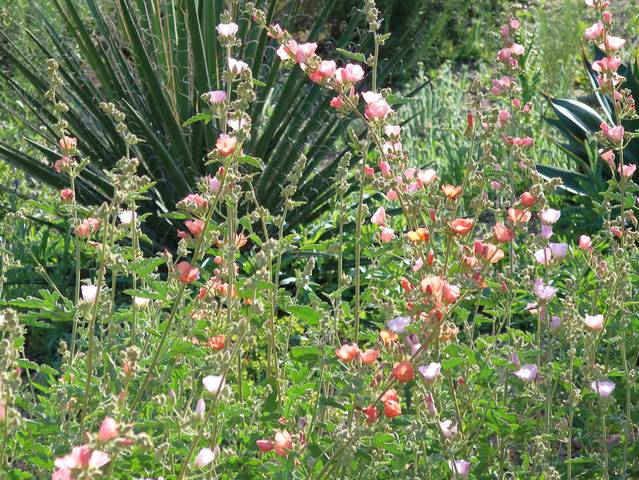 Sphaeralcea ambigua (cultivé)