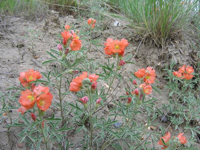 Sphaeralcea coccinea