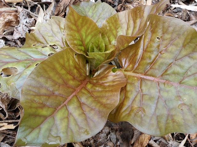 Cardiocrinum giganteum : rosette basale de feuilles