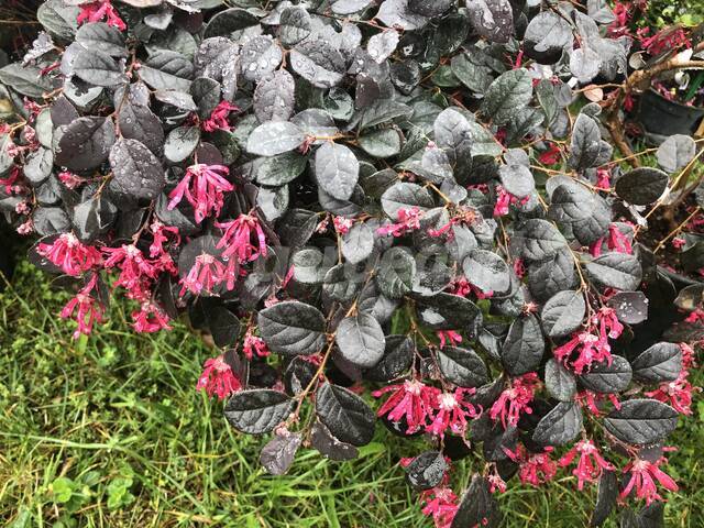 Loropetalum chinensis 'Fire Dance'