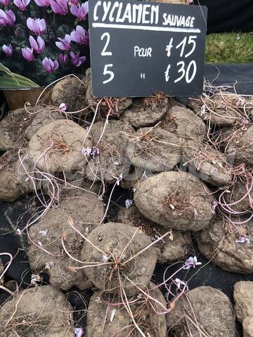 Cormes de cyclamen sauvage