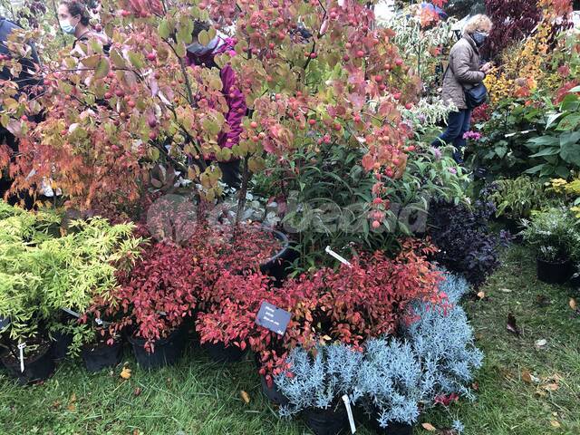 Cornus kousa 'Dr Bump'