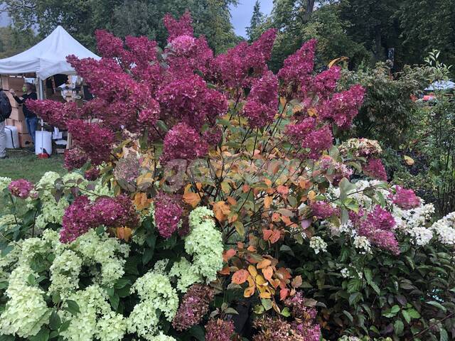 Feu d'artifice d'Hydrangea