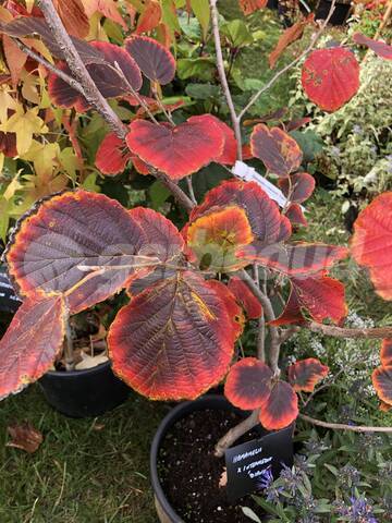 Hamamélis aux couleurs d'automne