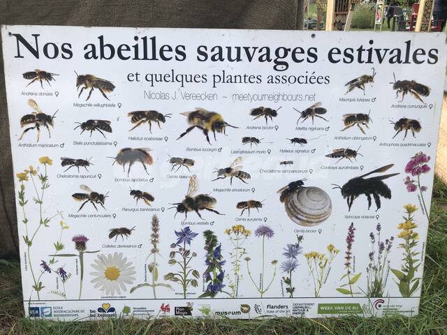 cliquez pour voir la suite Abeilles sauvages