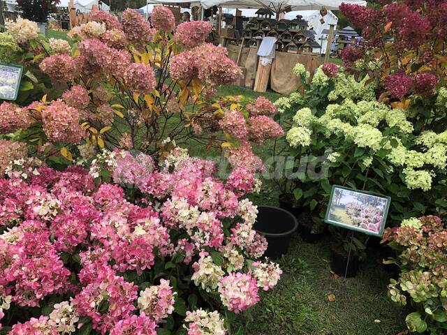 Hydrangeas en camaieu de rose