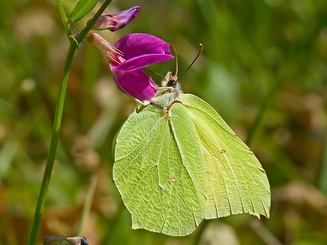 Citron (Gonepteryx rhamni)