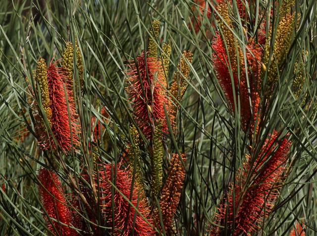 Hakea bucculenta