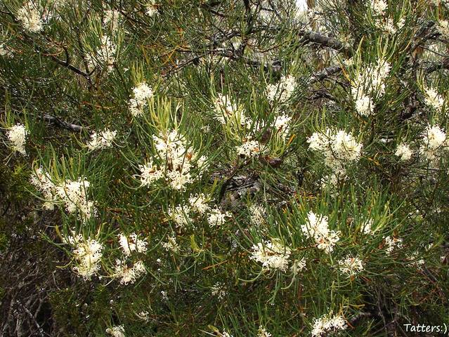 Hakea lissosperma