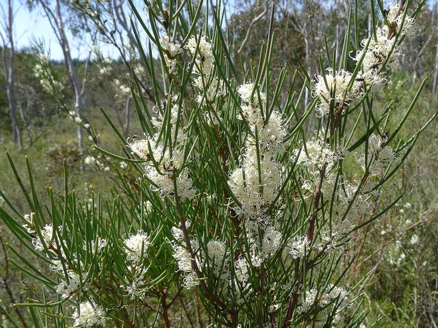 Hakea microcarpa