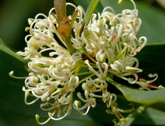 Hakea salicifolia : fleur