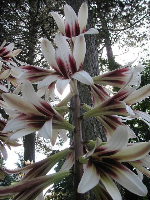 Lis géant de l'Himalaya : fleurs