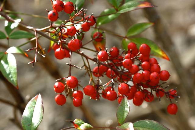 Baies de nandina domestica