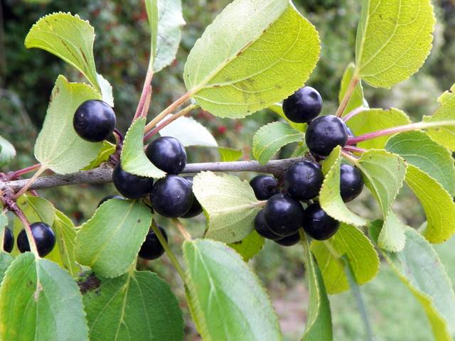 Drupes de nerprun (fructification)