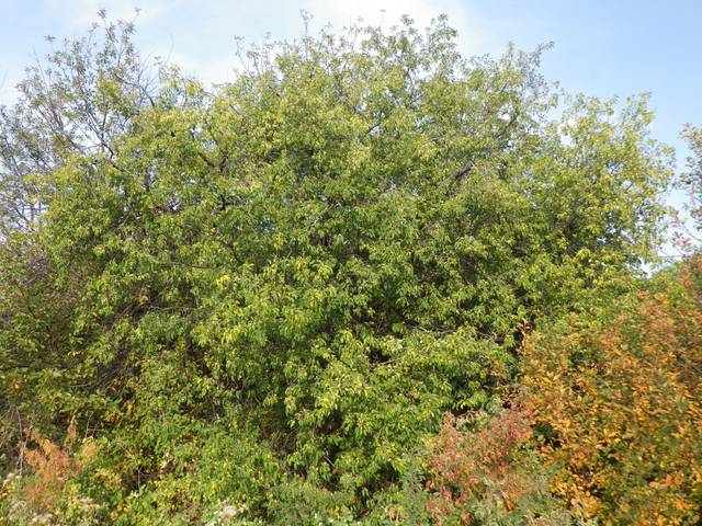 Nerprun (Rhamnus cathartica) dans une haie libre