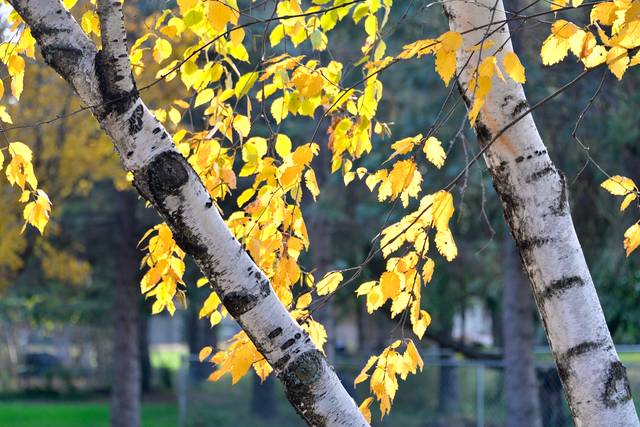 Bouleau en automne (betula cordifolia)