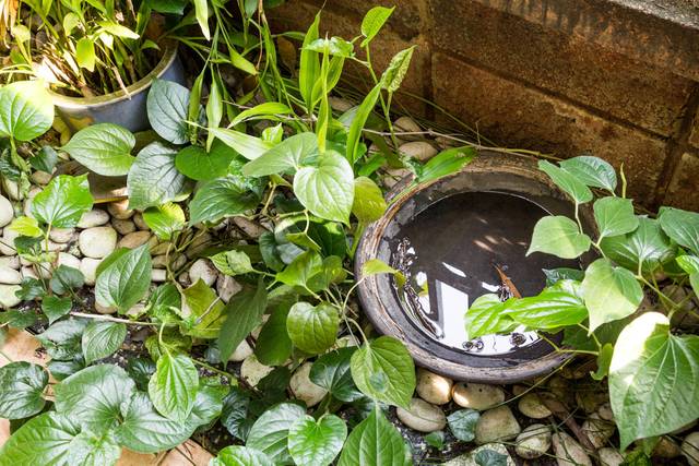 Eau stagnante au jardin
