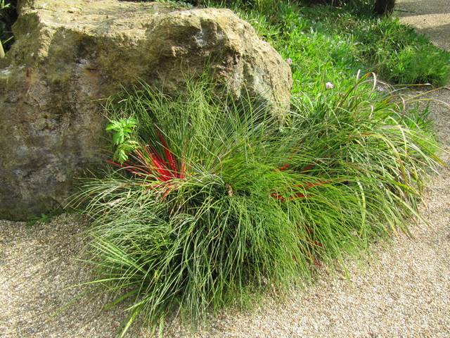 Fascicularia bicolor dans un jardin minéral