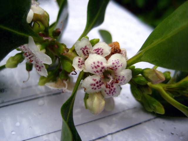 Fleurs de myoporum laetum