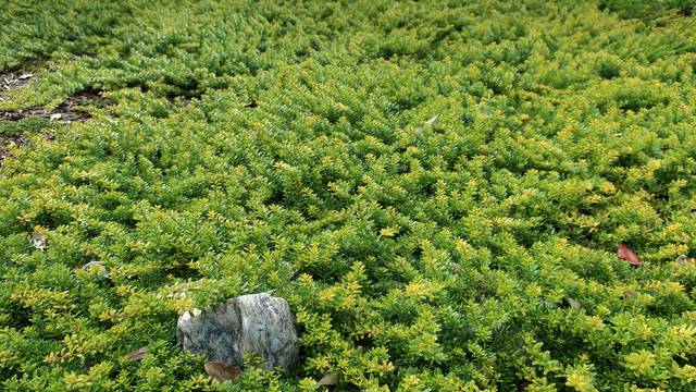 Myoporum parvifolium