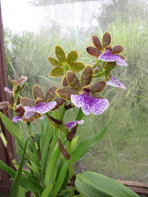Zygopetalum