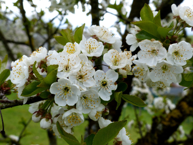 Cerisier 'Griottes de Montmorency' - fleurs