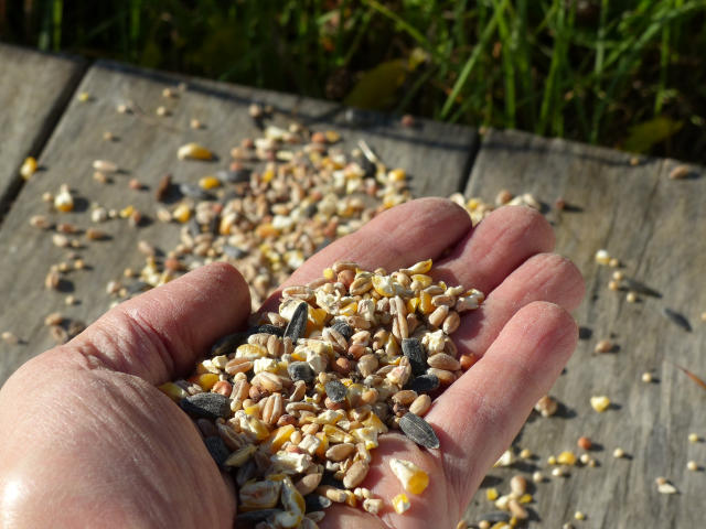 Mélange De Graines Pour Oiseaux Deluxe GardenersDream - Blé, Maïs, Tournesol, Millet - Nutrition Complète Pour Oiseaux D'extérieur