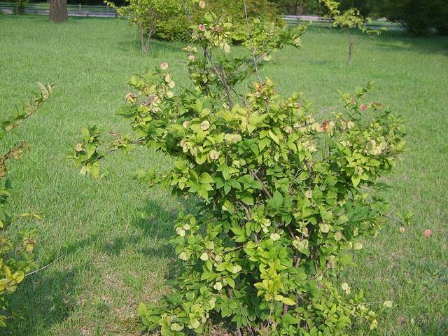 Forsythia blanc de Corée, Abeliophyllum distichum