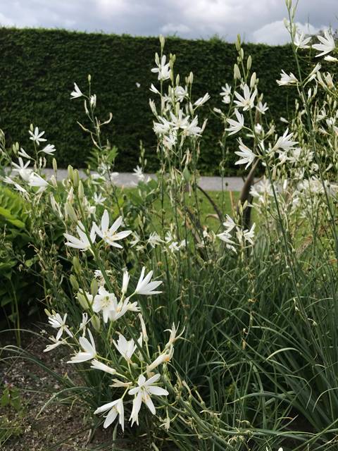 Anthericum liliago, phalangère