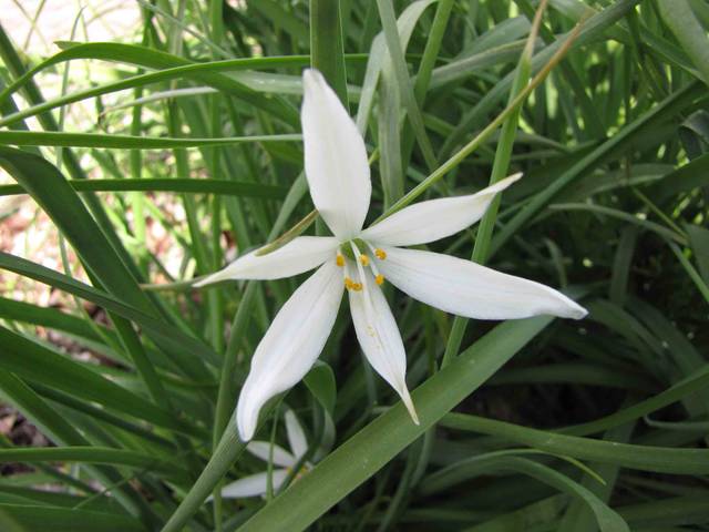 Anthericum liliago : fleur