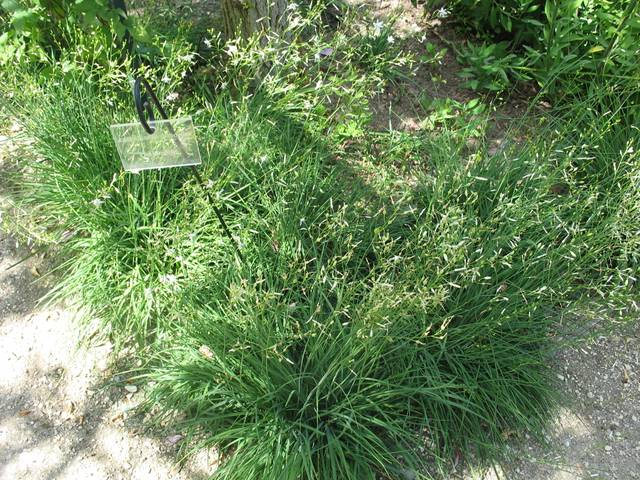Anthericum ramosum : touffe