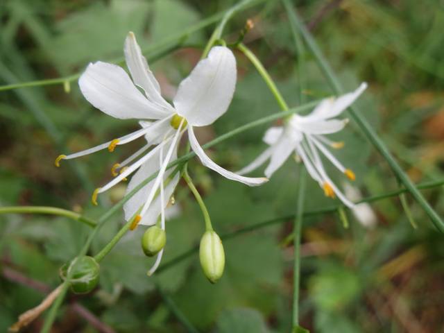 Anthericum ramosum