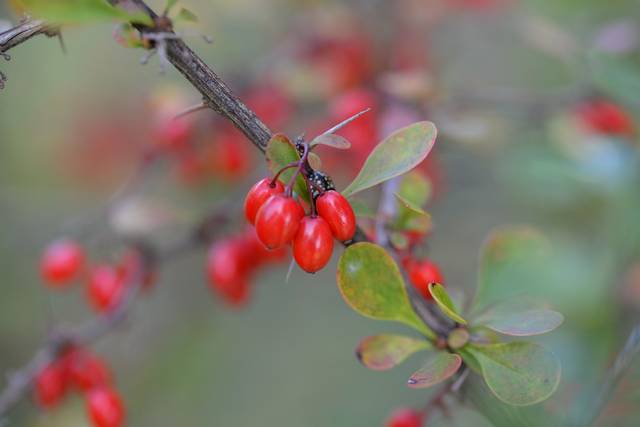 Berberis : fruits