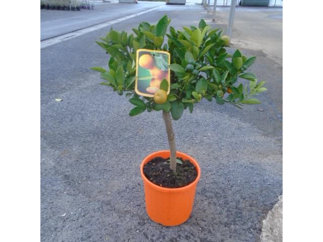 Calamondin C5L 1/4 de tige - plante telle qu'expédiée