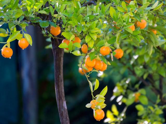 Calamondin