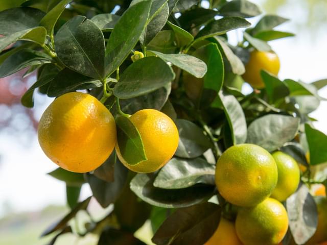 Calamondin (fruits)