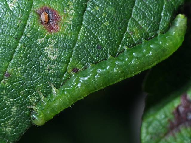 Chenille sur feuille de ronce
